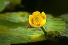 Brandy Bottle Yellow Water Lily | Nuphar lutea