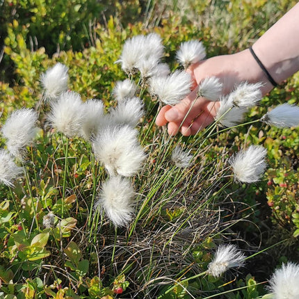 Cotton grass, Bog cotton, Scirpus angustifolius | Eriophorum angustifolium