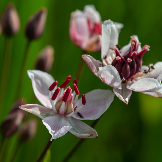 Flowering rush | Butomus umbellatus