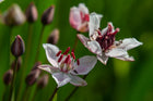 Flowering rush | Butomus umbellatus
