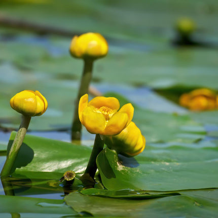 Brandy Bottle Yellow Water Lily | Nuphar lutea