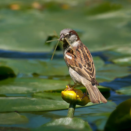 Brandy Bottle Yellow Water Lily | Nuphar lutea