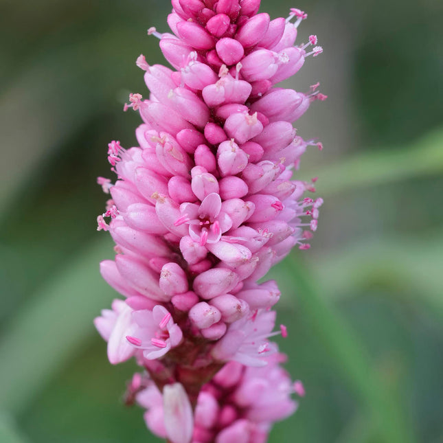 Amphibious bistort, Polygonum amphibium | Persicaria amphibia