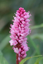 Amphibious bistort, Polygonum amphibium | Persicaria amphibia