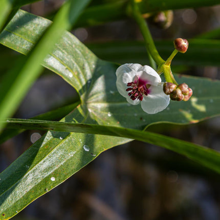 Arrowhead | Sagittaria sagittifolia