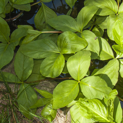 Bog bean | Menyanthes trifoliata