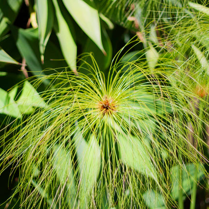 Egyptian paper rush | Cyperus papyrus