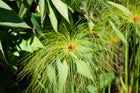 Egyptian paper rush | Cyperus papyrus