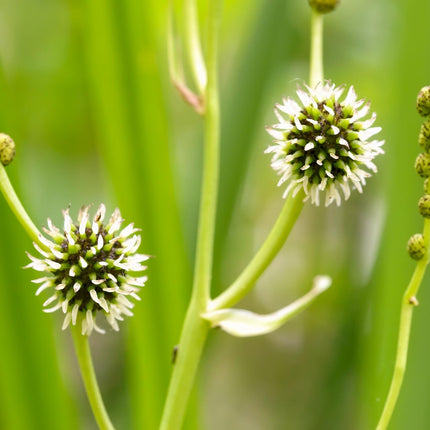 Branched bur-reed | Sparganium erectum