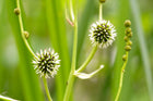 Branched bur-reed | Sparganium erectum