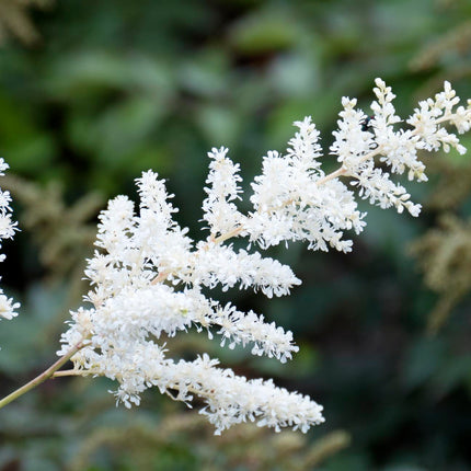 False goats beard | Astilbe White