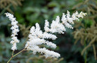 False goats beard | Astilbe White