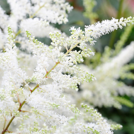False goats beard | Astilbe White