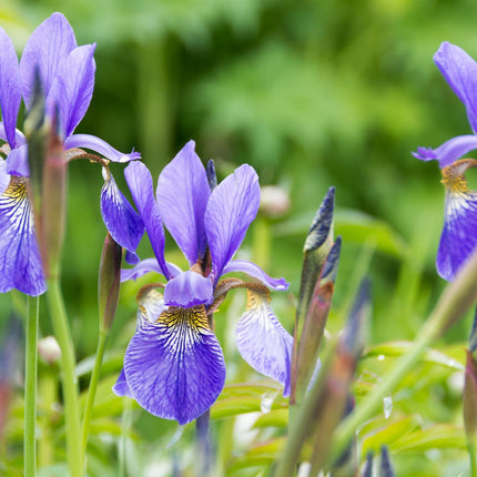 Blue flag | Iris versicolor