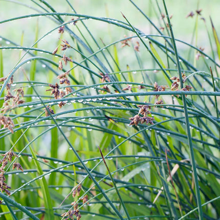 Clubrush | Scirpus lacustris