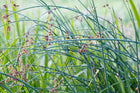 Clubrush | Scirpus lacustris
