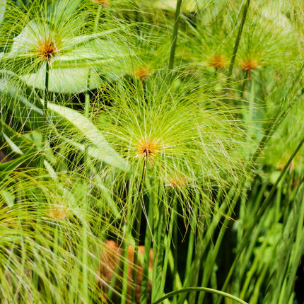 Egyptian paper rush | Cyperus papyrus