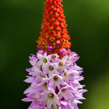 Vial's primrose | Primula vialii