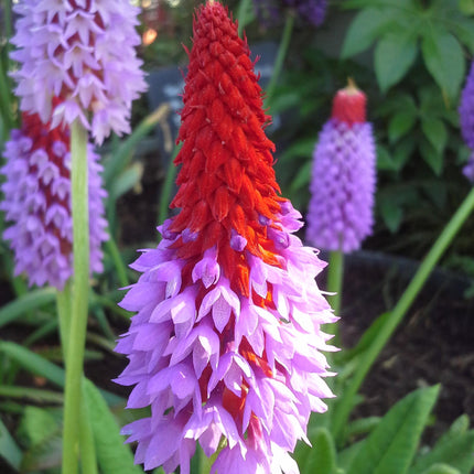 Vial's primrose | Primula vialii