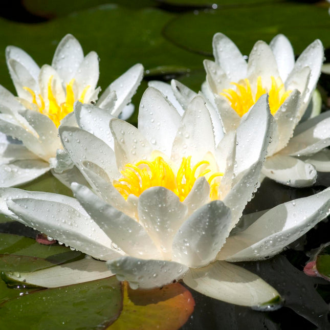 White water lily | Nymphaea Alba