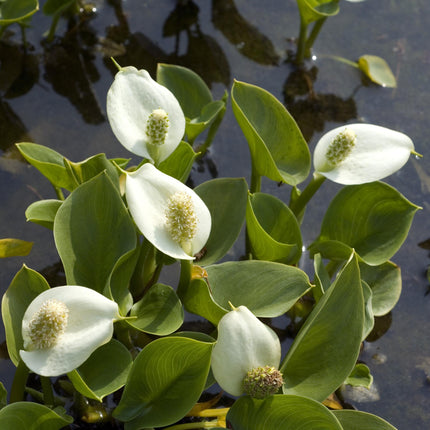 Bog arum Water arum | Calla palustris