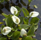 Bog arum Water arum | Calla palustris