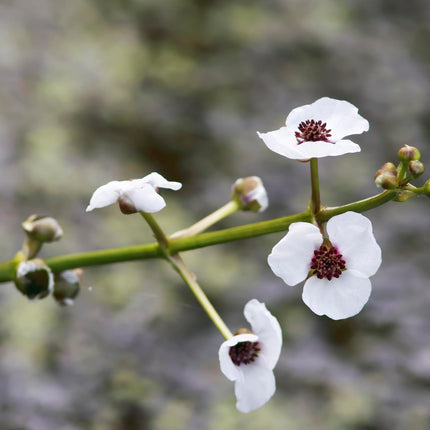 Arrowhead | Sagittaria sagittifolia