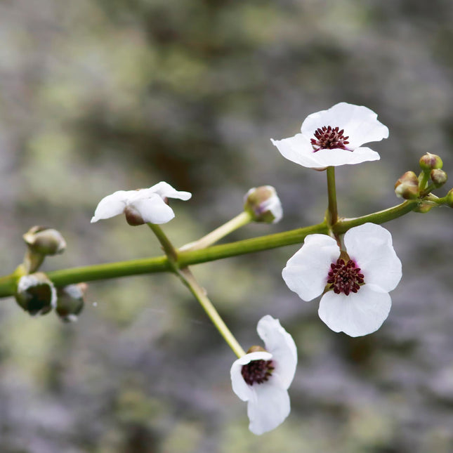 Arrowhead | Sagittaria sagittifolia