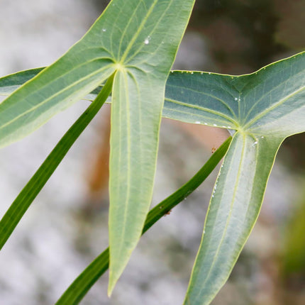 Arrowhead | Sagittaria sagittifolia