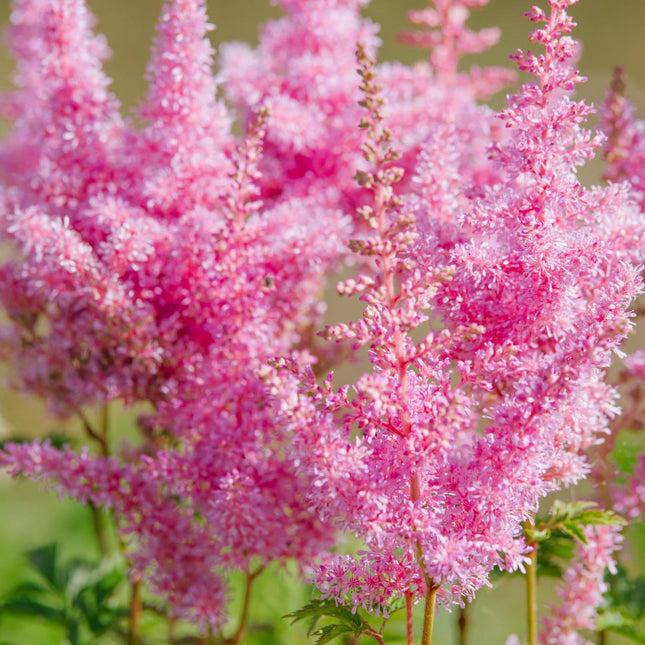 False goats beard | Astilbe pink