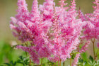 False goats beard | Astilbe pink