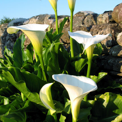 Bog arum Water arum | Calla palustris