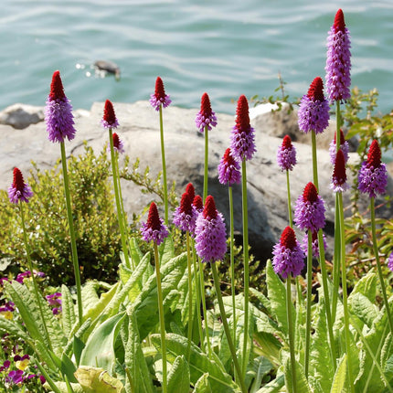 Vial's primrose | Primula vialii