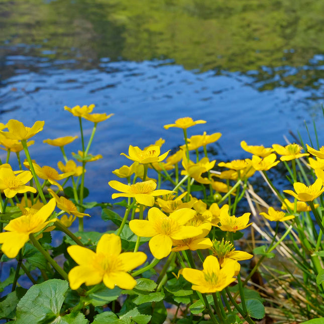 Marsh marigold, King cup | Caltha palustris
