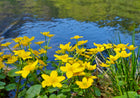 Marsh marigold, King cup | Caltha palustris