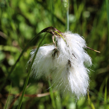 Cotton grass, Bog cotton, Scirpus angustifolius | Eriophorum angustifolium