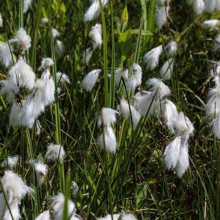 Cotton grass, Bog cotton, Scirpus angustifolius | Eriophorum angustifolium
