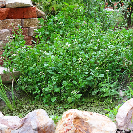 Wildlife Pond Plants Collection