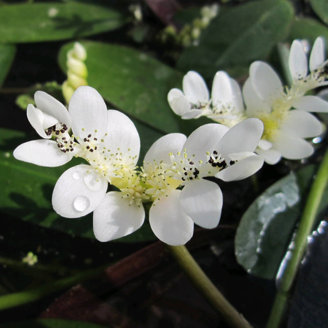 Water Hawthorn | Aponogeton distachyos